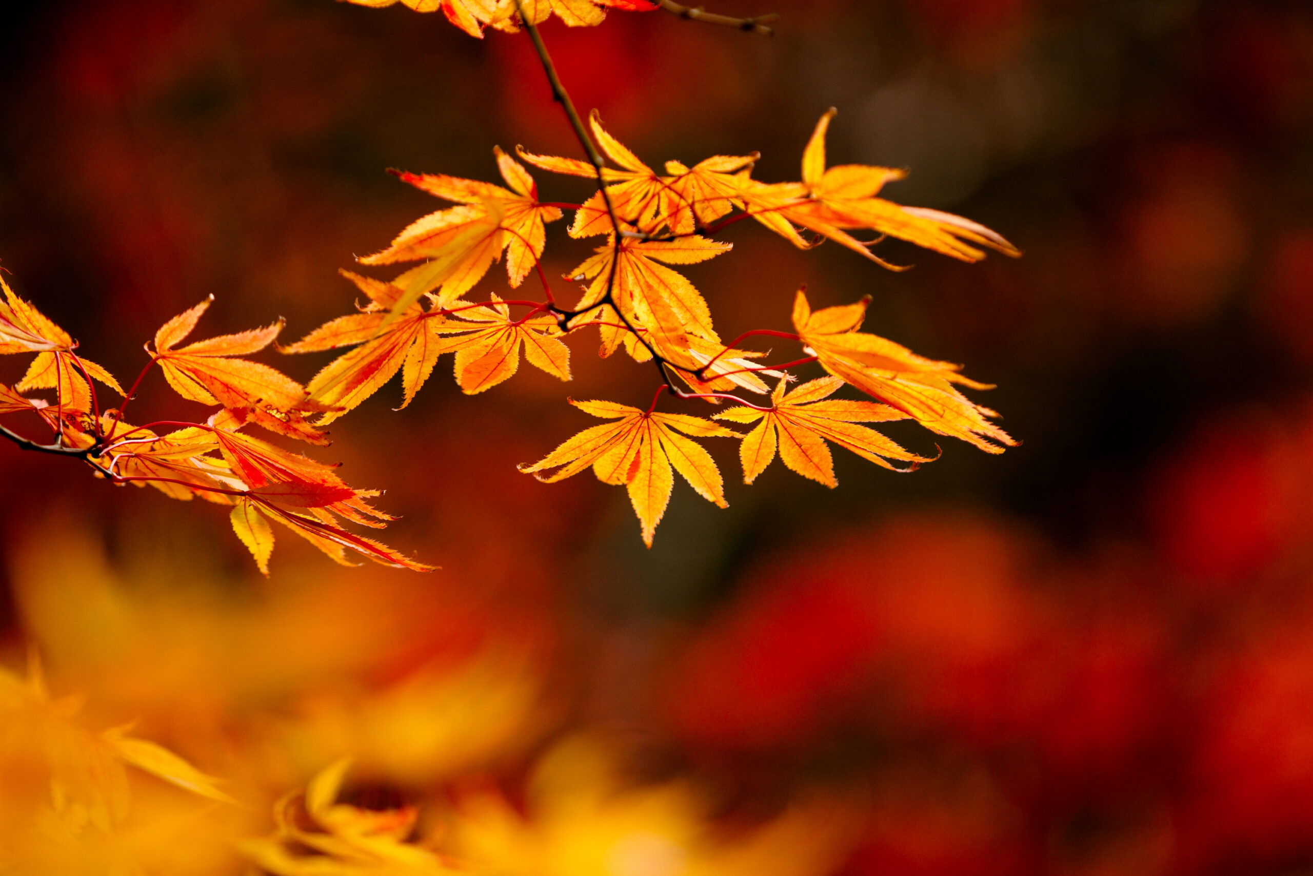 日帰りモデルコース（柏崎発着）